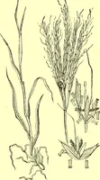 Picture 546 of 757 from Flore pittoresque de la France : anatomie, physiologie, classification, description des plantes indigènes et cultivées au point de vue de l'agriculture, de l'horticulture et de la sylviculture / publiée sous la direction de J. Rothschild. (1885), leaf 446