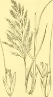 Picture 547 of 757 from Flore pittoresque de la France : anatomie, physiologie, classification, description des plantes indigènes et cultivées au point de vue de l'agriculture, de l'horticulture et de la sylviculture / publiée sous la direction de J. Rothschild. (1885), leaf 447