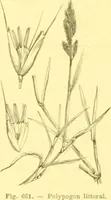 Picture 549 of 757 from Flore pittoresque de la France : anatomie, physiologie, classification, description des plantes indigènes et cultivées au point de vue de l'agriculture, de l'horticulture et de la sylviculture / publiée sous la direction de J. Rothschild. (1885), leaf 447