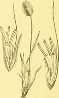 Picture 550 of 757 from Flore pittoresque de la France : anatomie, physiologie, classification, description des plantes indigènes et cultivées au point de vue de l'agriculture, de l'horticulture et de la sylviculture / publiée sous la direction de J. Rothschild. (1885), leaf 447