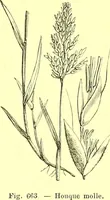 Picture 551 of 757 from Flore pittoresque de la France : anatomie, physiologie, classification, description des plantes indigènes et cultivées au point de vue de l'agriculture, de l'horticulture et de la sylviculture / publiée sous la direction de J. Rothschild. (1885), leaf 448