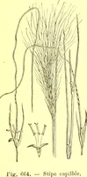 Picture 552 of 757 from Flore pittoresque de la France : anatomie, physiologie, classification, description des plantes indigènes et cultivées au point de vue de l'agriculture, de l'horticulture et de la sylviculture / publiée sous la direction de J. Rothschild. (1885), leaf 448