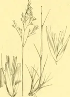 An illustration from Flore pittoresque de la France : anatomie, physiologie, classification, description des plantes indigènes et cultivées au point de vue de l'agriculture, de l'horticulture et de la sylviculture / publiée sous la direction de J. Rothschild. (1885)