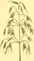 Picture 554 of 757 from Flore pittoresque de la France : anatomie, physiologie, classification, description des plantes indigènes et cultivées au point de vue de l'agriculture, de l'horticulture et de la sylviculture / publiée sous la direction de J. Rothschild. (1885), leaf 449