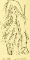 Picture 555 of 757 from Flore pittoresque de la France : anatomie, physiologie, classification, description des plantes indigènes et cultivées au point de vue de l'agriculture, de l'horticulture et de la sylviculture / publiée sous la direction de J. Rothschild. (1885), leaf 449
