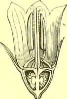 An illustration from Flore pittoresque de la France : anatomie, physiologie, classification, description des plantes indigènes et cultivées au point de vue de l'agriculture, de l'horticulture et de la sylviculture / publiée sous la direction de J. Rothschild. (1885)