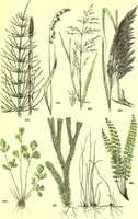 Picture 556 of 757 from Flore pittoresque de la France : anatomie, physiologie, classification, description des plantes indigènes et cultivées au point de vue de l'agriculture, de l'horticulture et de la sylviculture / publiée sous la direction de J. Rothschild. (1885), leaf 450