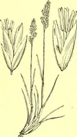 Picture 557 of 757 from Flore pittoresque de la France : anatomie, physiologie, classification, description des plantes indigènes et cultivées au point de vue de l'agriculture, de l'horticulture et de la sylviculture / publiée sous la direction de J. Rothschild. (1885), leaf 452