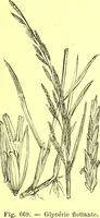 Picture 558 of 757 from Flore pittoresque de la France : anatomie, physiologie, classification, description des plantes indigènes et cultivées au point de vue de l'agriculture, de l'horticulture et de la sylviculture / publiée sous la direction de J. Rothschild. (1885), leaf 452