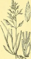 Picture 559 of 757 from Flore pittoresque de la France : anatomie, physiologie, classification, description des plantes indigènes et cultivées au point de vue de l'agriculture, de l'horticulture et de la sylviculture / publiée sous la direction de J. Rothschild. (1885), leaf 453