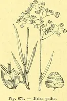 Picture 560 of 757 from Flore pittoresque de la France : anatomie, physiologie, classification, description des plantes indigènes et cultivées au point de vue de l'agriculture, de l'horticulture et de la sylviculture / publiée sous la direction de J. Rothschild. (1885), leaf 453