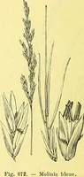 Picture 561 of 757 from Flore pittoresque de la France : anatomie, physiologie, classification, description des plantes indigènes et cultivées au point de vue de l'agriculture, de l'horticulture et de la sylviculture / publiée sous la direction de J. Rothschild. (1885), leaf 453
