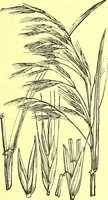 Picture 562 of 757 from Flore pittoresque de la France : anatomie, physiologie, classification, description des plantes indigènes et cultivées au point de vue de l'agriculture, de l'horticulture et de la sylviculture / publiée sous la direction de J. Rothschild. (1885), leaf 454