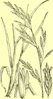 Picture 563 of 757 from Flore pittoresque de la France : anatomie, physiologie, classification, description des plantes indigènes et cultivées au point de vue de l'agriculture, de l'horticulture et de la sylviculture / publiée sous la direction de J. Rothschild. (1885), leaf 454