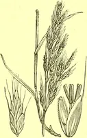Picture 564 of 757 from Flore pittoresque de la France : anatomie, physiologie, classification, description des plantes indigènes et cultivées au point de vue de l'agriculture, de l'horticulture et de la sylviculture / publiée sous la direction de J. Rothschild. (1885), leaf 454