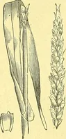 An illustration from Flore pittoresque de la France : anatomie, physiologie, classification, description des plantes indigènes et cultivées au point de vue de l'agriculture, de l'horticulture et de la sylviculture / publiée sous la direction de J. Rothschild. (1885)