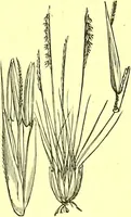 Picture 567 of 757 from Flore pittoresque de la France : anatomie, physiologie, classification, description des plantes indigènes et cultivées au point de vue de l'agriculture, de l'horticulture et de la sylviculture / publiée sous la direction de J. Rothschild. (1885), leaf 456