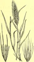 Picture 568 of 757 from Flore pittoresque de la France : anatomie, physiologie, classification, description des plantes indigènes et cultivées au point de vue de l'agriculture, de l'horticulture et de la sylviculture / publiée sous la direction de J. Rothschild. (1885), leaf 456