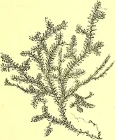 An illustration from Flore pittoresque de la France : anatomie, physiologie, classification, description des plantes indigènes et cultivées au point de vue de l'agriculture, de l'horticulture et de la sylviculture / publiée sous la direction de J. Rothschild. (1885)