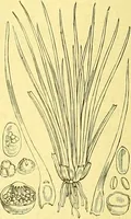 An illustration from Flore pittoresque de la France : anatomie, physiologie, classification, description des plantes indigènes et cultivées au point de vue de l'agriculture, de l'horticulture et de la sylviculture / publiée sous la direction de J. Rothschild. (1885)