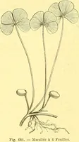 Picture 572 of 757 from Flore pittoresque de la France : anatomie, physiologie, classification, description des plantes indigènes et cultivées au point de vue de l'agriculture, de l'horticulture et de la sylviculture / publiée sous la direction de J. Rothschild. (1885), leaf 459