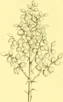 Picture 48 of 757 from Flore pittoresque de la France : anatomie, physiologie, classification, description des plantes indigènes et cultivées au point de vue de l'agriculture, de l'horticulture et de la sylviculture / publiée sous la direction de J. Rothschild. (1885), leaf 46
