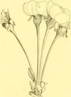 Picture 49 of 757 from Flore pittoresque de la France : anatomie, physiologie, classification, description des plantes indigènes et cultivées au point de vue de l'agriculture, de l'horticulture et de la sylviculture / publiée sous la direction de J. Rothschild. (1885), leaf 46