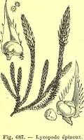 Picture 574 of 757 from Flore pittoresque de la France : anatomie, physiologie, classification, description des plantes indigènes et cultivées au point de vue de l'agriculture, de l'horticulture et de la sylviculture / publiée sous la direction de J. Rothschild. (1885), leaf 462