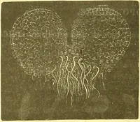 An illustration from Flore pittoresque de la France : anatomie, physiologie, classification, description des plantes indigènes et cultivées au point de vue de l'agriculture, de l'horticulture et de la sylviculture / publiée sous la direction de J. Rothschild. (1885)