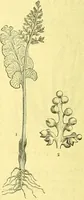 An illustration from Flore pittoresque de la France : anatomie, physiologie, classification, description des plantes indigènes et cultivées au point de vue de l'agriculture, de l'horticulture et de la sylviculture / publiée sous la direction de J. Rothschild. (1885)