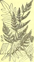 An illustration from Flore pittoresque de la France : anatomie, physiologie, classification, description des plantes indigènes et cultivées au point de vue de l'agriculture, de l'horticulture et de la sylviculture / publiée sous la direction de J. Rothschild. (1885)