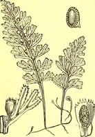 An illustration from Flore pittoresque de la France : anatomie, physiologie, classification, description des plantes indigènes et cultivées au point de vue de l'agriculture, de l'horticulture et de la sylviculture / publiée sous la direction de J. Rothschild. (1885)