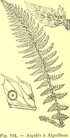 Picture 580 of 757 from Flore pittoresque de la France : anatomie, physiologie, classification, description des plantes indigènes et cultivées au point de vue de l'agriculture, de l'horticulture et de la sylviculture / publiée sous la direction de J. Rothschild. (1885), leaf 464