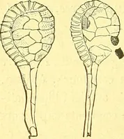 An illustration from Flore pittoresque de la France : anatomie, physiologie, classification, description des plantes indigènes et cultivées au point de vue de l'agriculture, de l'horticulture et de la sylviculture / publiée sous la direction de J. Rothschild. (1885)
