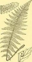 An illustration from Flore pittoresque de la France : anatomie, physiologie, classification, description des plantes indigènes et cultivées au point de vue de l'agriculture, de l'horticulture et de la sylviculture / publiée sous la direction de J. Rothschild. (1885)