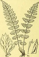 Picture 583 of 757 from Flore pittoresque de la France : anatomie, physiologie, classification, description des plantes indigènes et cultivées au point de vue de l'agriculture, de l'horticulture et de la sylviculture / publiée sous la direction de J. Rothschild. (1885), leaf 465