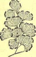 An illustration from Flore pittoresque de la France : anatomie, physiologie, classification, description des plantes indigènes et cultivées au point de vue de l'agriculture, de l'horticulture et de la sylviculture / publiée sous la direction de J. Rothschild. (1885)