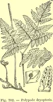 Picture 585 of 757 from Flore pittoresque de la France : anatomie, physiologie, classification, description des plantes indigènes et cultivées au point de vue de l'agriculture, de l'horticulture et de la sylviculture / publiée sous la direction de J. Rothschild. (1885), leaf 466