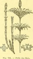 Picture 587 of 757 from Flore pittoresque de la France : anatomie, physiologie, classification, description des plantes indigènes et cultivées au point de vue de l'agriculture, de l'horticulture et de la sylviculture / publiée sous la direction de J. Rothschild. (1885), leaf 467