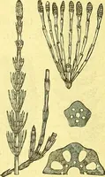 An illustration from Flore pittoresque de la France : anatomie, physiologie, classification, description des plantes indigènes et cultivées au point de vue de l'agriculture, de l'horticulture et de la sylviculture / publiée sous la direction de J. Rothschild. (1885)