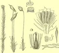 An illustration from Flore pittoresque de la France : anatomie, physiologie, classification, description des plantes indigènes et cultivées au point de vue de l'agriculture, de l'horticulture et de la sylviculture / publiée sous la direction de J. Rothschild. (1885)