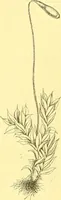 Picture 590 of 757 from Flore pittoresque de la France : anatomie, physiologie, classification, description des plantes indigènes et cultivées au point de vue de l'agriculture, de l'horticulture et de la sylviculture / publiée sous la direction de J. Rothschild. (1885), leaf 469