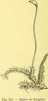 Picture 591 of 757 from Flore pittoresque de la France : anatomie, physiologie, classification, description des plantes indigènes et cultivées au point de vue de l'agriculture, de l'horticulture et de la sylviculture / publiée sous la direction de J. Rothschild. (1885), leaf 469