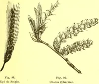 Picture 51 of 757 from Flore pittoresque de la France : anatomie, physiologie, classification, description des plantes indigènes et cultivées au point de vue de l'agriculture, de l'horticulture et de la sylviculture / publiée sous la direction de J. Rothschild. (1885), leaf 47