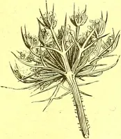 An illustration from Flore pittoresque de la France : anatomie, physiologie, classification, description des plantes indigènes et cultivées au point de vue de l'agriculture, de l'horticulture et de la sylviculture / publiée sous la direction de J. Rothschild. (1885)