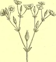 An illustration from Flore pittoresque de la France : anatomie, physiologie, classification, description des plantes indigènes et cultivées au point de vue de l'agriculture, de l'horticulture et de la sylviculture / publiée sous la direction de J. Rothschild. (1885)