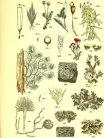 An illustration from Flore pittoresque de la France : anatomie, physiologie, classification, description des plantes indigènes et cultivées au point de vue de l'agriculture, de l'horticulture et de la sylviculture / publiée sous la direction de J. Rothschild. (1885)