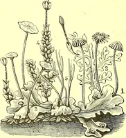 Picture 593 of 757 from Flore pittoresque de la France : anatomie, physiologie, classification, description des plantes indigènes et cultivées au point de vue de l'agriculture, de l'horticulture et de la sylviculture / publiée sous la direction de J. Rothschild. (1885), leaf 472