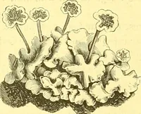 An illustration from Flore pittoresque de la France : anatomie, physiologie, classification, description des plantes indigènes et cultivées au point de vue de l'agriculture, de l'horticulture et de la sylviculture / publiée sous la direction de J. Rothschild. (1885)