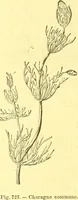 Picture 596 of 757 from Flore pittoresque de la France : anatomie, physiologie, classification, description des plantes indigènes et cultivées au point de vue de l'agriculture, de l'horticulture et de la sylviculture / publiée sous la direction de J. Rothschild. (1885), leaf 473